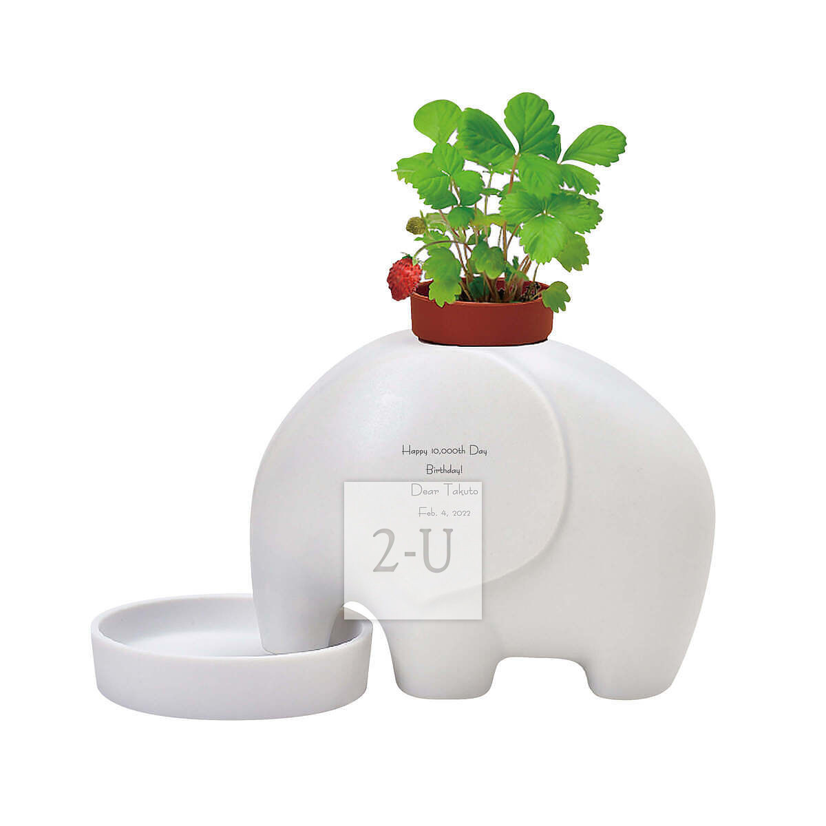 大象盆栽 白色 白色草莓