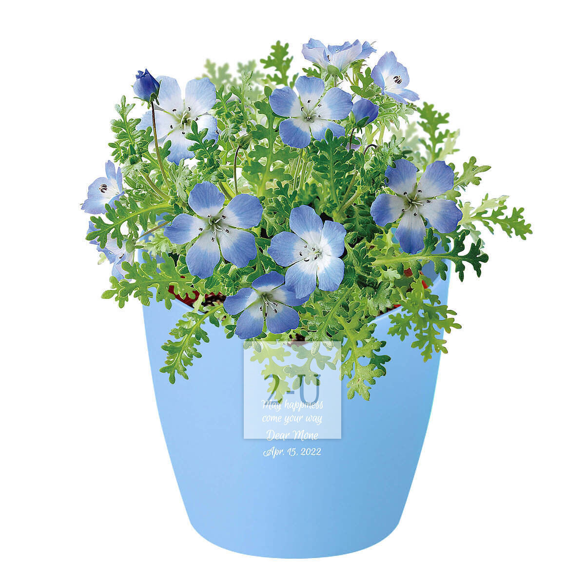 心形花盆栽培套装 喜林草