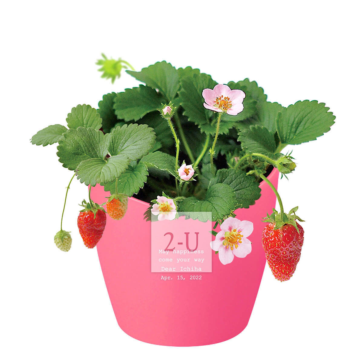 心形花盆栽培套装 甜草莓