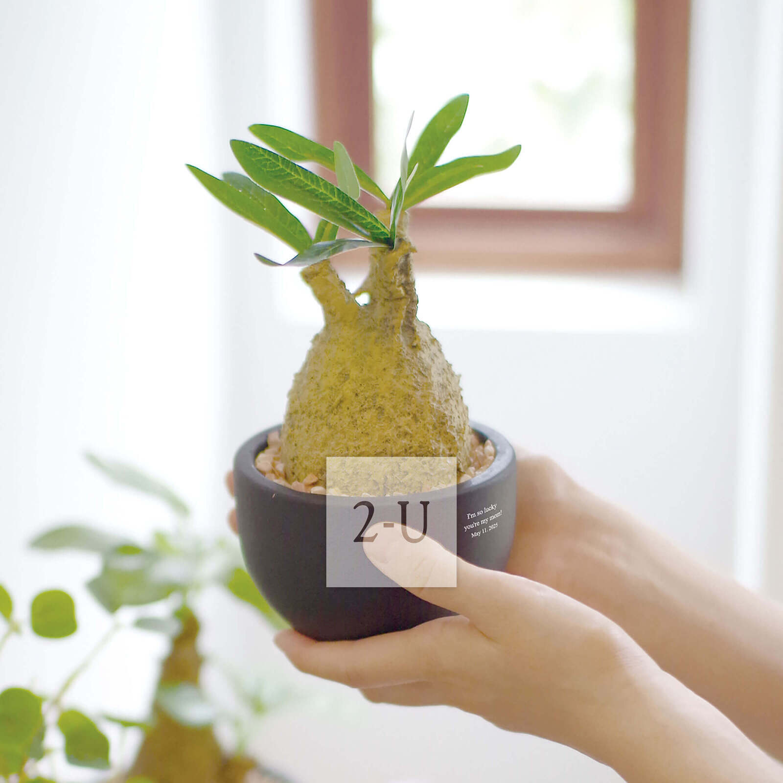 纪念品与贺礼的区别