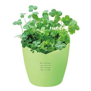 心形花盆栽培套装 幸运草