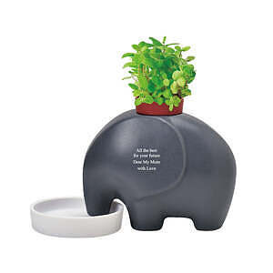 大象盆栽 灰色 苹果薄荷