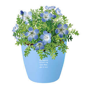 心形花盆栽培套装 喜林草