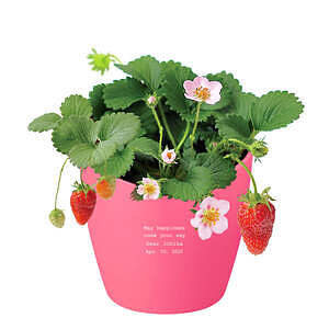 心形花盆栽培套装 甜草莓