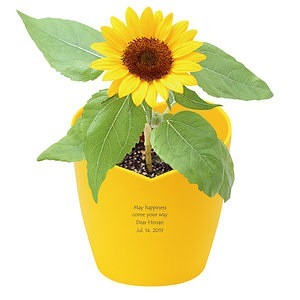 心形花盆栽培套装 迷你向日葵