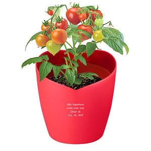 心形花盆栽培套装 迷你番茄