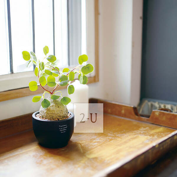 开业庆典 创意 1468051294