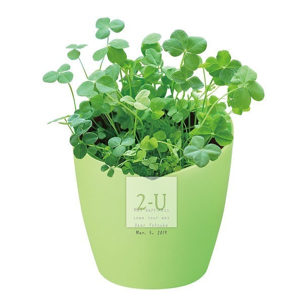 心形花盆栽培套装 幸运草