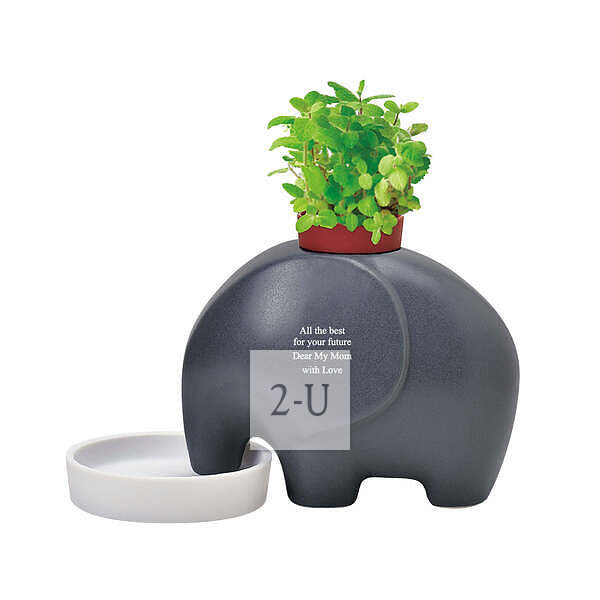 大象盆栽 灰色 苹果薄荷