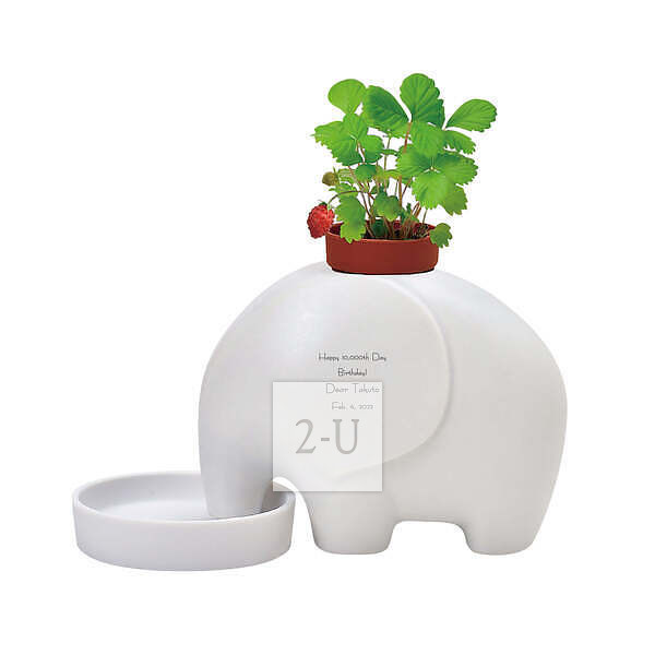 大象盆栽 白色 白色草莓