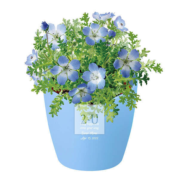 心形花盆栽培套装 喜林草