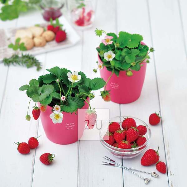 生日礼物 创意 1518761454