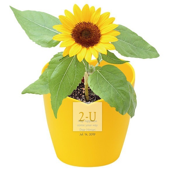 心形花盆栽培套装 迷你向日葵