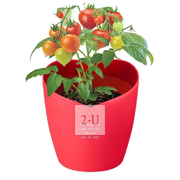 心形花盆栽培套装 迷你番茄